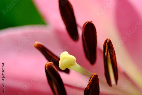 Lily,Lilium is a genus of herbaceous flowering plants growing from bulbs, all with large prominent flowers. Lilies are a group of flowering plants which are important in culture and literature