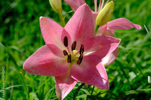 Lily,Lilium is a genus of herbaceous flowering plants growing from bulbs, all with large prominent flowers. Lilies are a group of flowering plants which are important in culture and literature