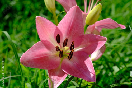 Lily,Lilium is a genus of herbaceous flowering plants growing from bulbs, all with large prominent flowers. Lilies are a group of flowering plants which are important in culture and literature