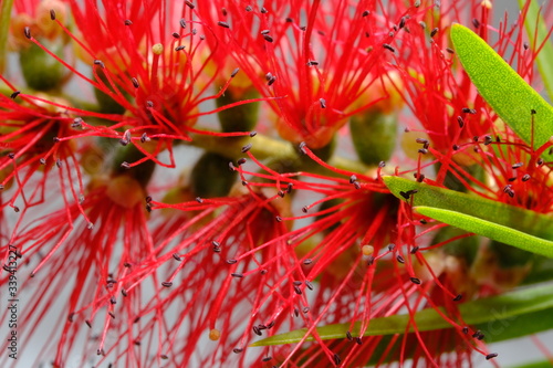 Crimson Bottlebrush, Melaleuca citrina, commonly known as common red, crimson or lemon bottlebrush, is a plant in the myrtle family, Myrtaceae and is endemic to New South Wales and Victoria