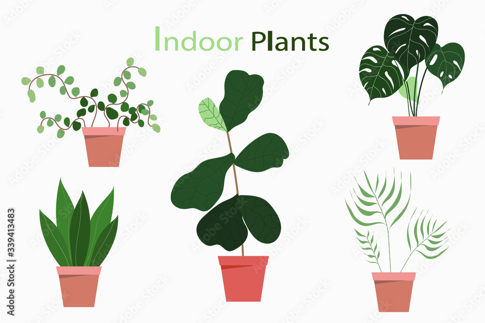 indoor plants vector set indoor plants vector set