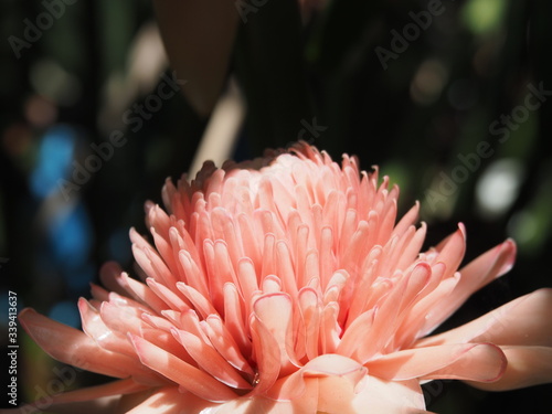 Etlingera elatior in pink color also known as torch ginger, ginger lily and torch lily. photo