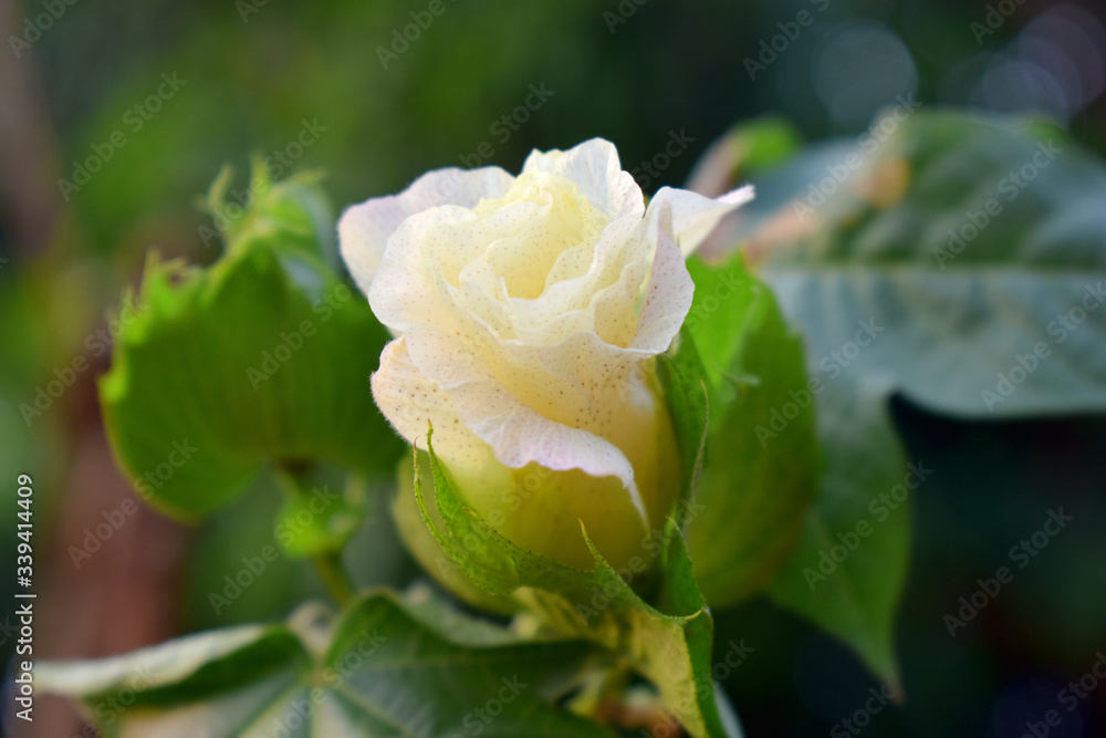 Tree cotton, Gossypium barbadense, in bloom with Light yellow flower with green leaves on blurred background Tree cotton, Gossypium barbadense, in bloom with Light yellow flower with green leaves on blurred background