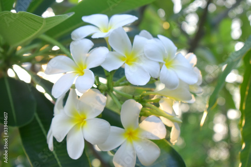 Yellow white flower blossoms on tree with green leaves blurred background( frangipani )