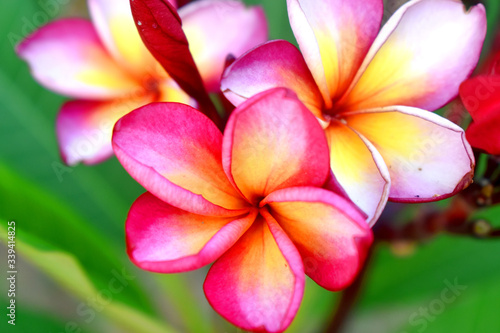 Pink Plumeria flowers with green nature blurred background