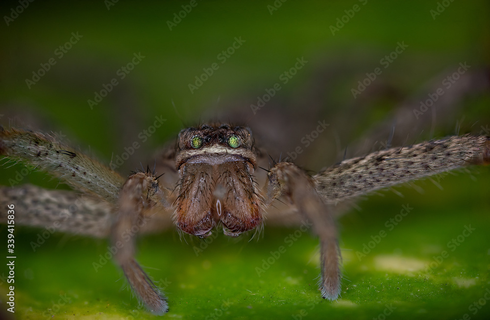 Macro photos of  spiders ,hammerhead,wasp,moth,butterflies,grass hopper,mosquito and other arthropods