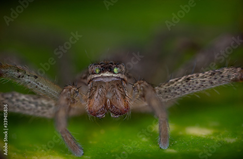 Macro photos of spiders ,hammerhead,wasp,moth,butterflies,grass hopper,mosquito and other arthropods