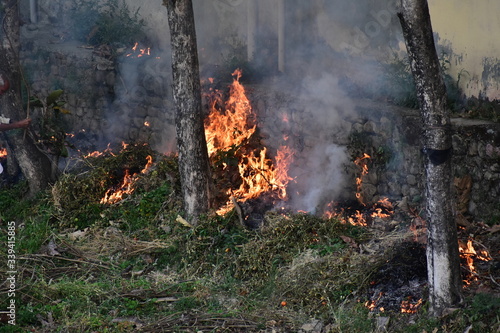 Fire Forest Jungle Nature