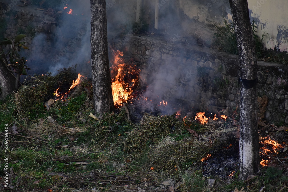 Fire Forest Jungle Nature Fire Forest Jungle Nature