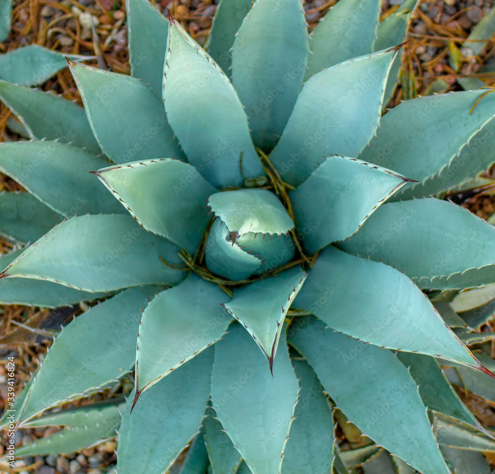 Close-up of agave cactus in garden Close-up of agave cactus in garden
