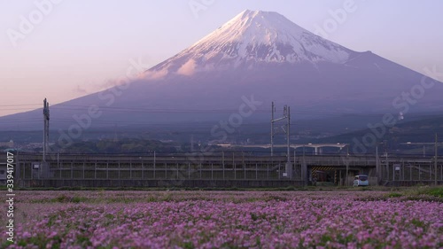 Beautiful Scenery Of Mount Fuji With Shibazakura Flower Field Blooming In Spring In Japan.-  wide shot photo