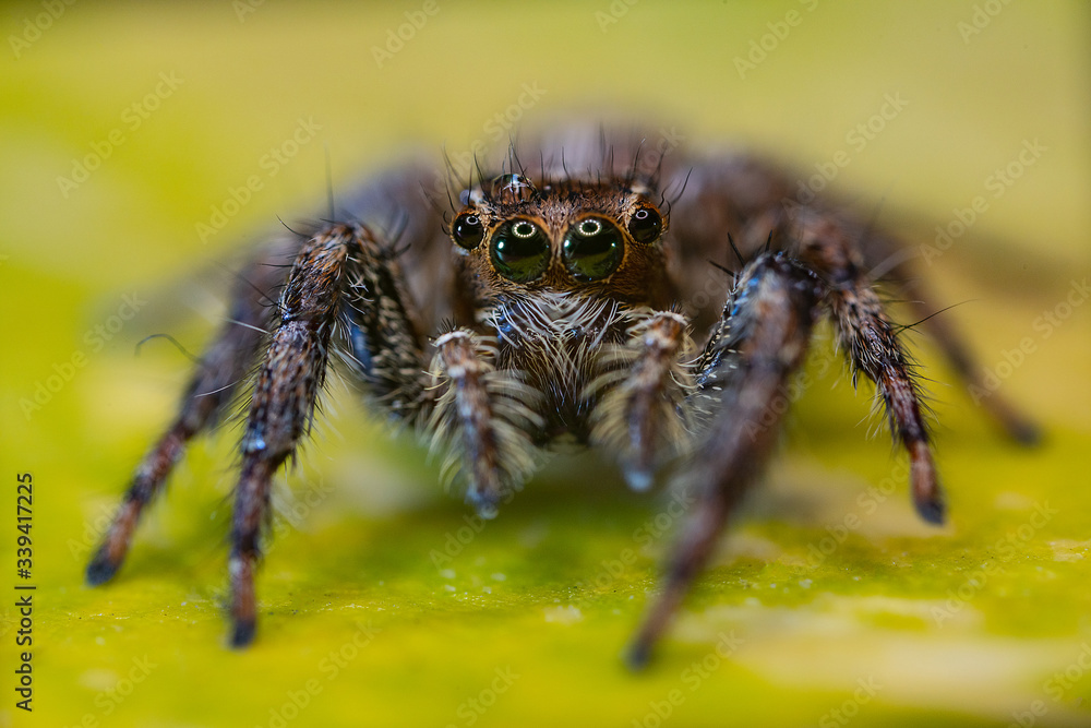 Macro photos of spiders ,hammerhead,wasp,moth,butterflies,grass hopper,mosquito and other arthropods Macro photos of spiders ,hammerhead,wasp,moth,butterflies,grass hopper,mosquito and other arthropods