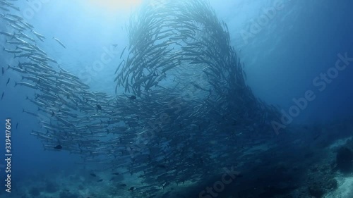 School of barracuda in cyclone movement