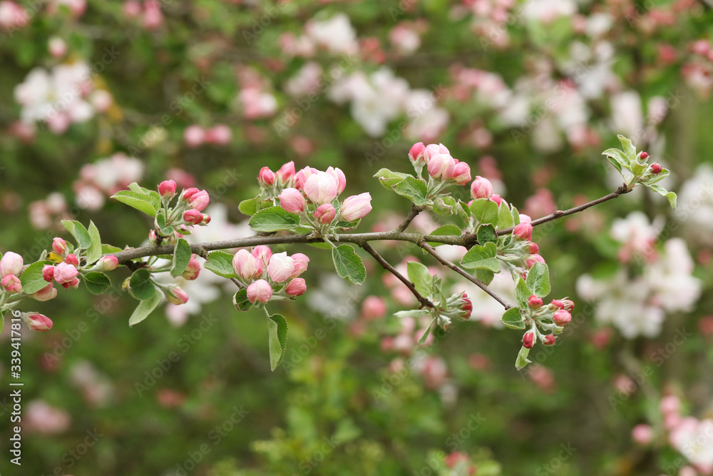 A branch of Pretty Apple tree blossom, Malus, growing in woodland in the UK. A branch of Pretty Apple tree blossom, Malus, growing in woodland in the UK.