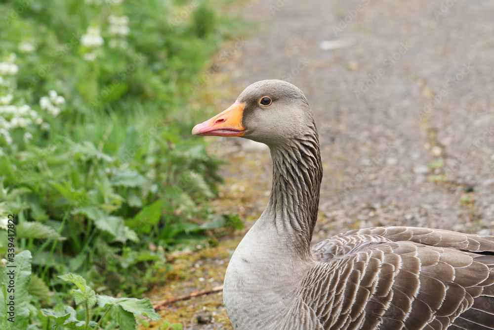 A pretty Greylag Goose, Anser anser, sitting on the bank of a river in spring. A pretty Greylag Goose, Anser anser, sitting on the bank of a river in spring.