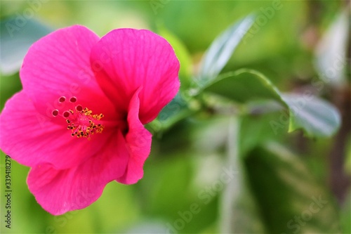 PINK AND RED FLOWER WITH FOCUS AND GREEN LEAVES IN BLUR WITH BLANK SPACE FOR WRITING