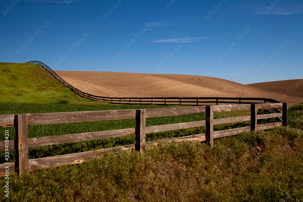 Rolling wheat fields in springtime in the Palouse area of Washington state