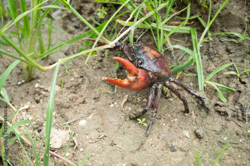 Rice field crab Rice field crab