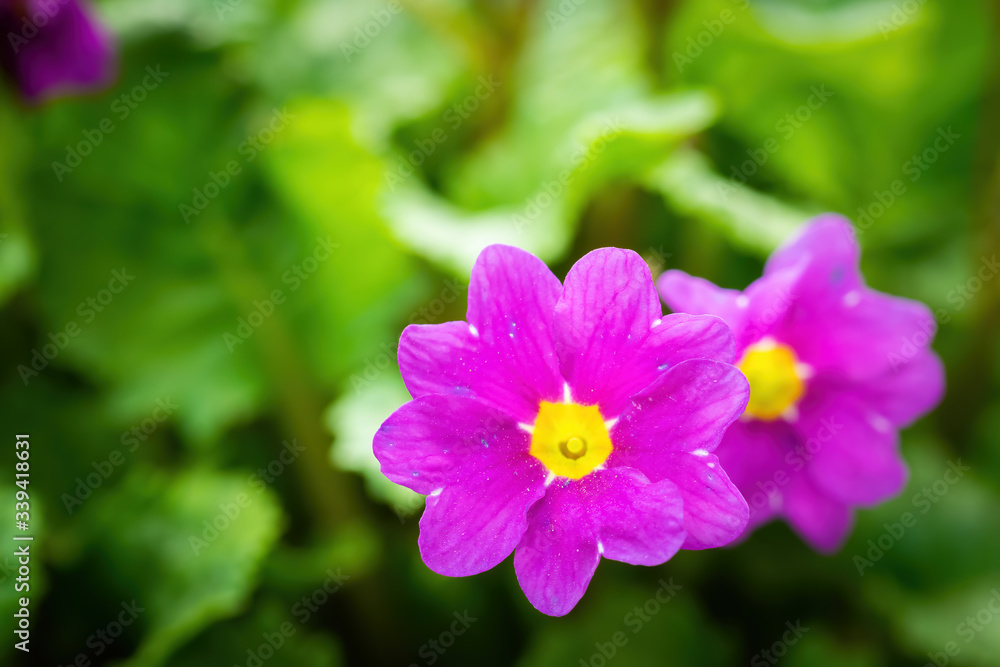 Spring violet flower primrose closeup.