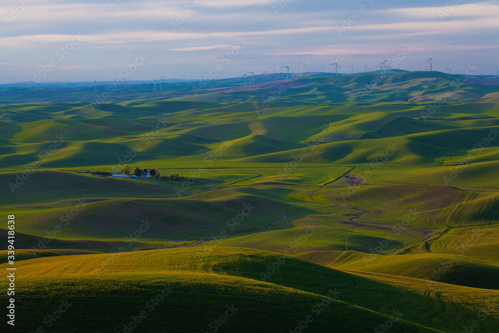 Rolling green wheatfields in springtime in the Palouse area of Washington state