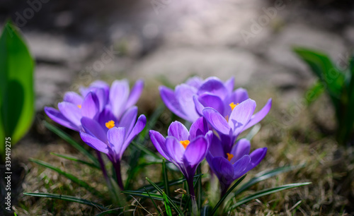 Fresh flowers of purple crocus in spring.