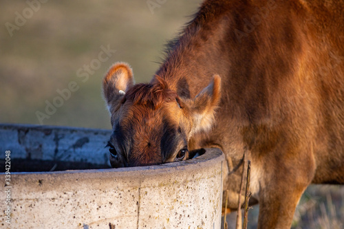 Fotografie Jersey cow drinking from trough