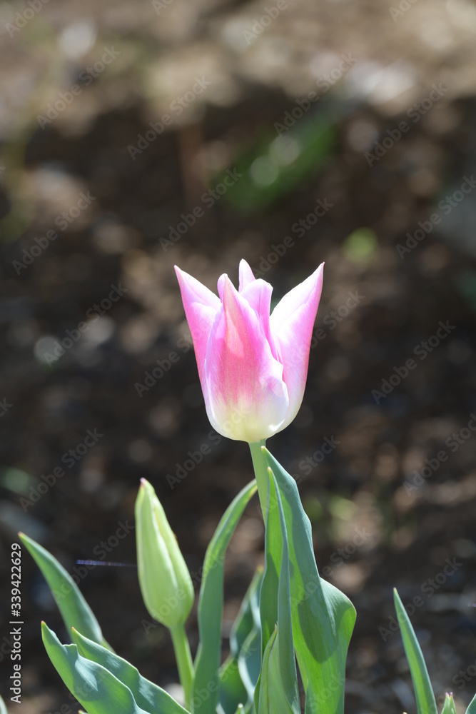 Obraz premium チューリップの花