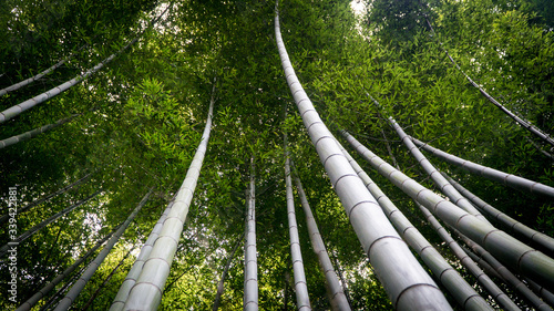Fotografia Low Angle View Of Bamboos