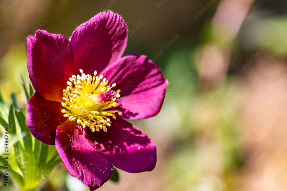 Fototapeta premium Violette Blüten von Kuhschellen im Gegenlicht zaubern ein Gefühl von Frühling und Muttertag in die Herzen des Betrachters und Gartenfreunde im heimischen Garten blühen für Insekten als Bienenweide