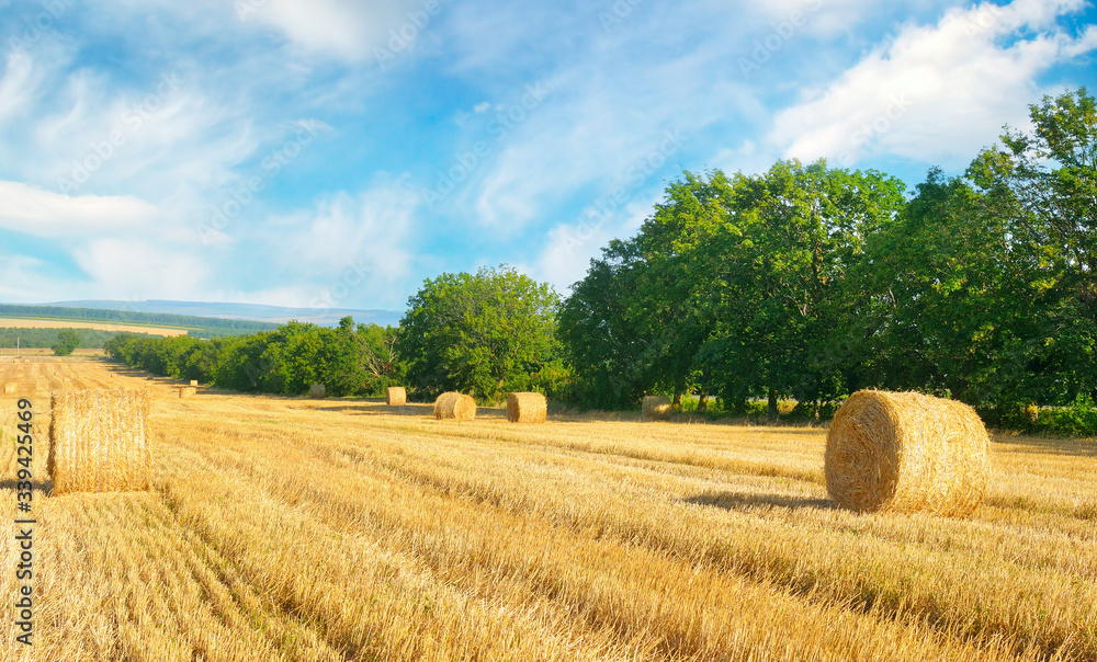 Straw bales on a wheat field and blue sky.