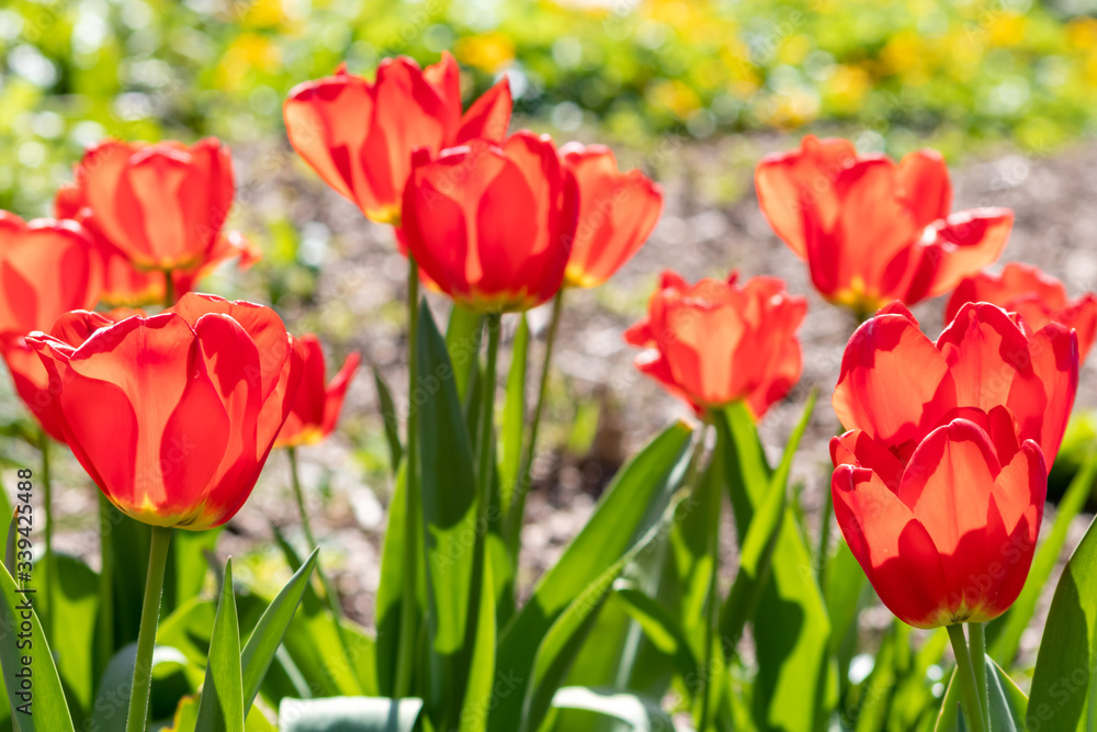 Blumenwiese mit roten Tulpen in voller Blüte im Frühling leuchten im Gegenlicht vor unscharfem Hintergrund in einem schönen Garten mit Feld und floralen Frühlingsgefühlen und Frühlingsboten Blumenwiese mit roten Tulpen in voller Blüte im Frühling leuchten im Gegenlicht vor unscharfem Hintergrund in einem schönen Garten mit Feld und floralen Frühlingsgefühlen und Frühlingsboten