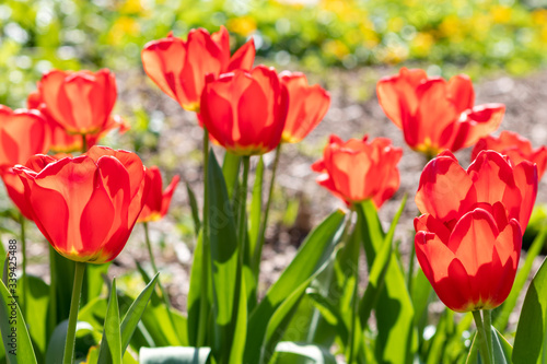 Fototapeta Naklejka Na Ścianę i Meble -  Blumenwiese mit roten Tulpen in voller Blüte im Frühling leuchten im Gegenlicht vor unscharfem Hintergrund in einem schönen Garten mit Feld und floralen Frühlingsgefühlen und Frühlingsboten
