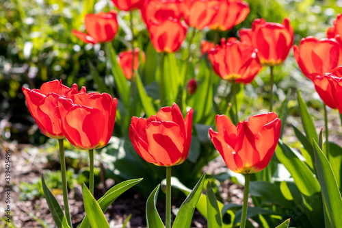 Blumenwiese mit roten Tulpen in voller Bl  te im Fr  hling leuchten im Gegenlicht vor unscharfem Hintergrund in einem sch  nen Garten mit Feld und floralen Fr  hlingsgef  hlen und Fr  hlingsboten