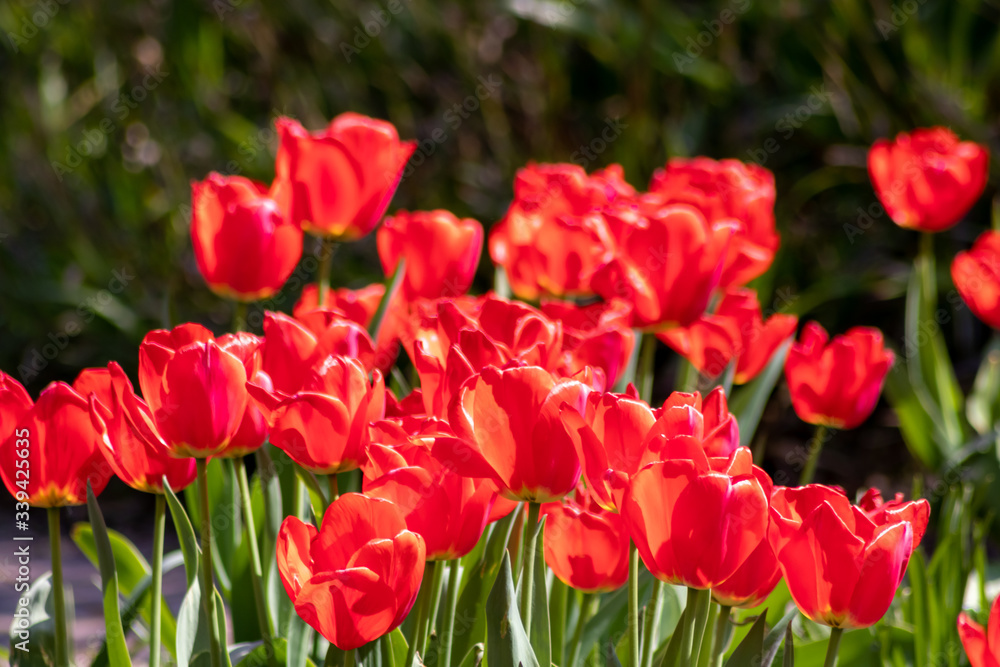 Obraz premium Blumenwiese mit roten Tulpen in voller Blüte im Frühling leuchten im Gegenlicht vor unscharfem Hintergrund in einem schönen Garten mit Feld und floralen Frühlingsgefühlen und Frühlingsboten