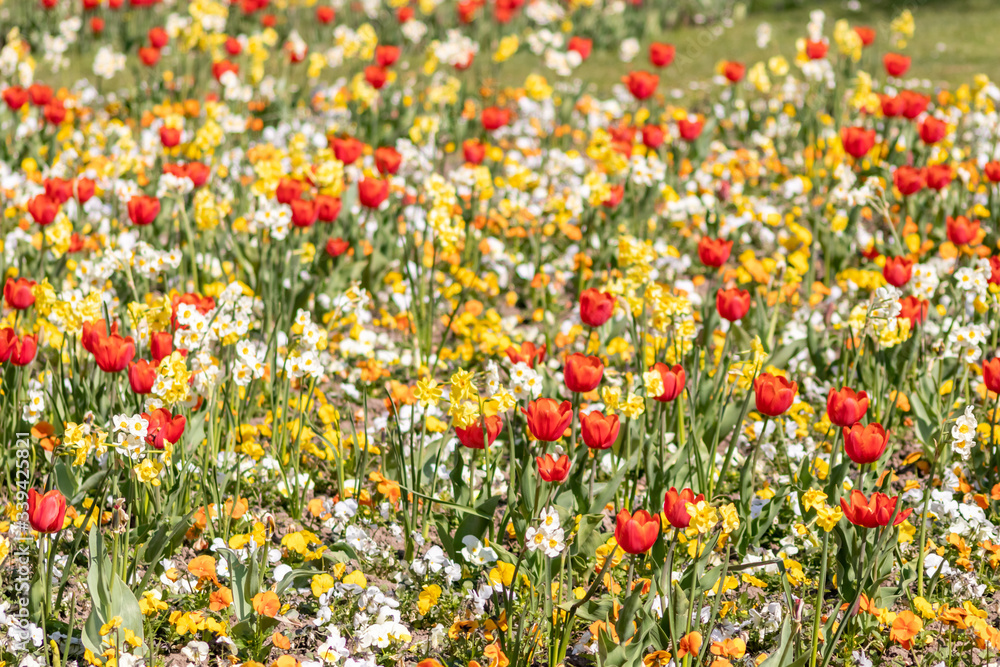 Blumenwiese mit roten Tulpen, gelben Tulpen, weißen Blüten und gelben Blüten zeigt den Frühling in voller Blüte leuchtend im Gegenlicht vor unscharfem Hintergrund in einem schönen Garten mit Feld