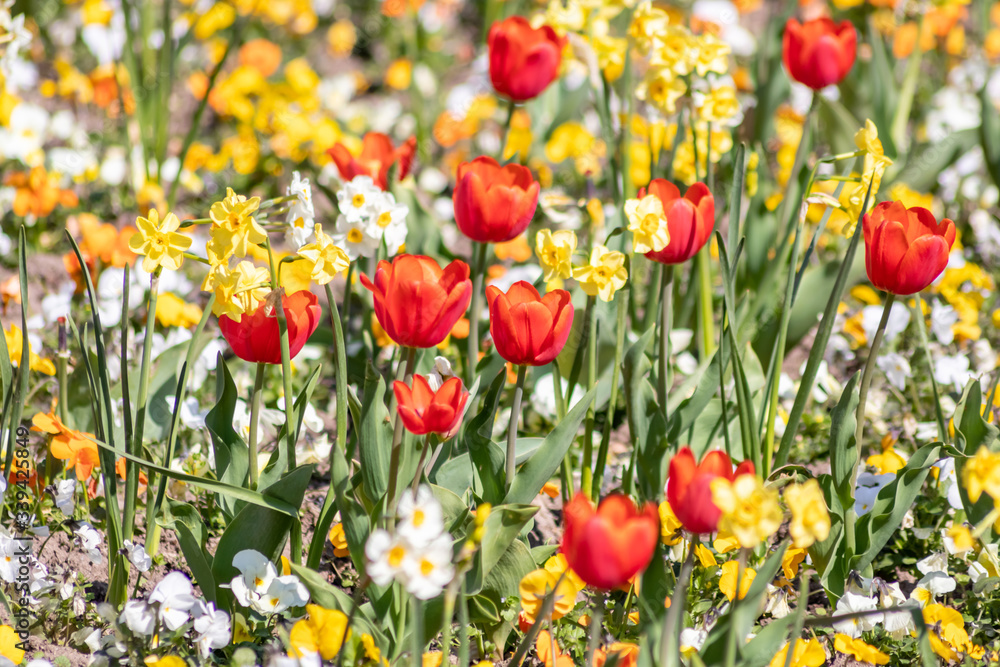 Fototapeta premium Blumenwiese mit roten Tulpen, gelben Tulpen, weißen Blüten und gelben Blüten zeigt den Frühling in voller Blüte leuchtend im Gegenlicht vor unscharfem Hintergrund in einem schönen Garten mit Feld