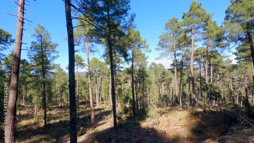 Bosque de pinos visto desde el coche pasando arboles hacia la izquierda Bosque de pinos visto desde el coche pasando arboles hacia la izquierda