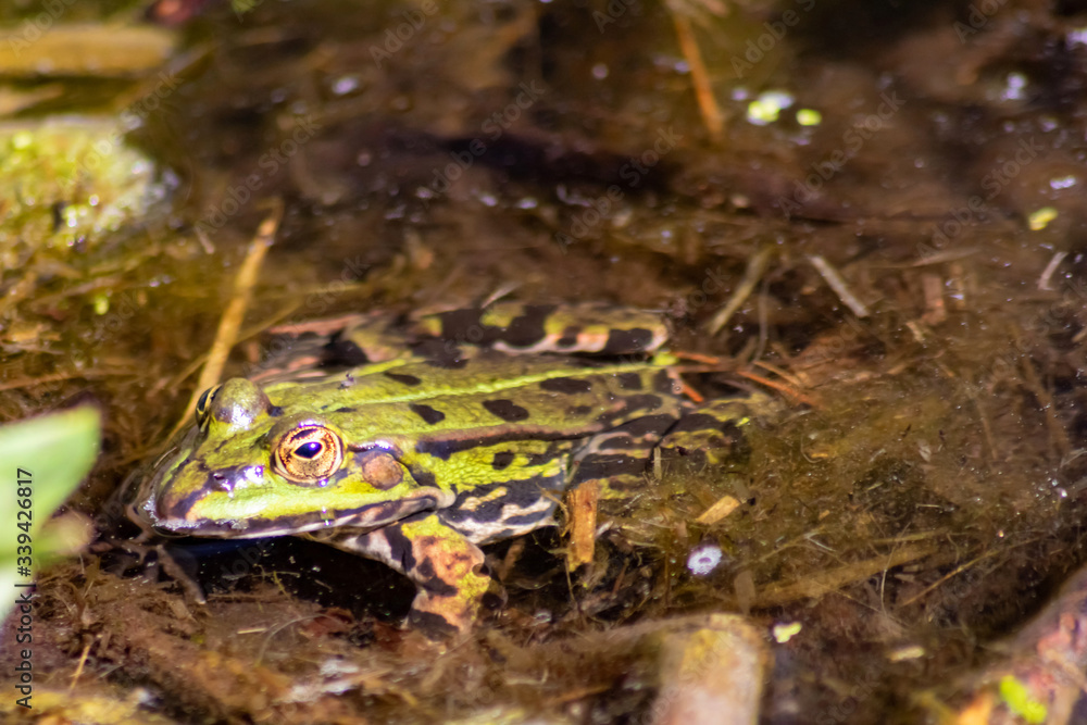 Grüner Wasserfrosch lauert im Wasser auf Insekten wie Fliegen mit
