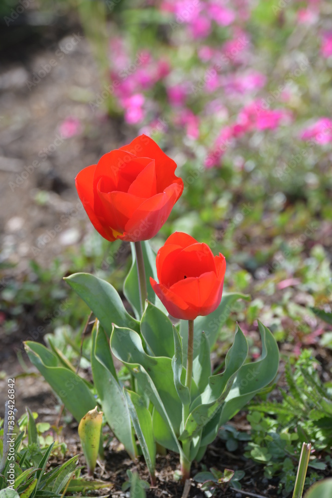 チューリップの花