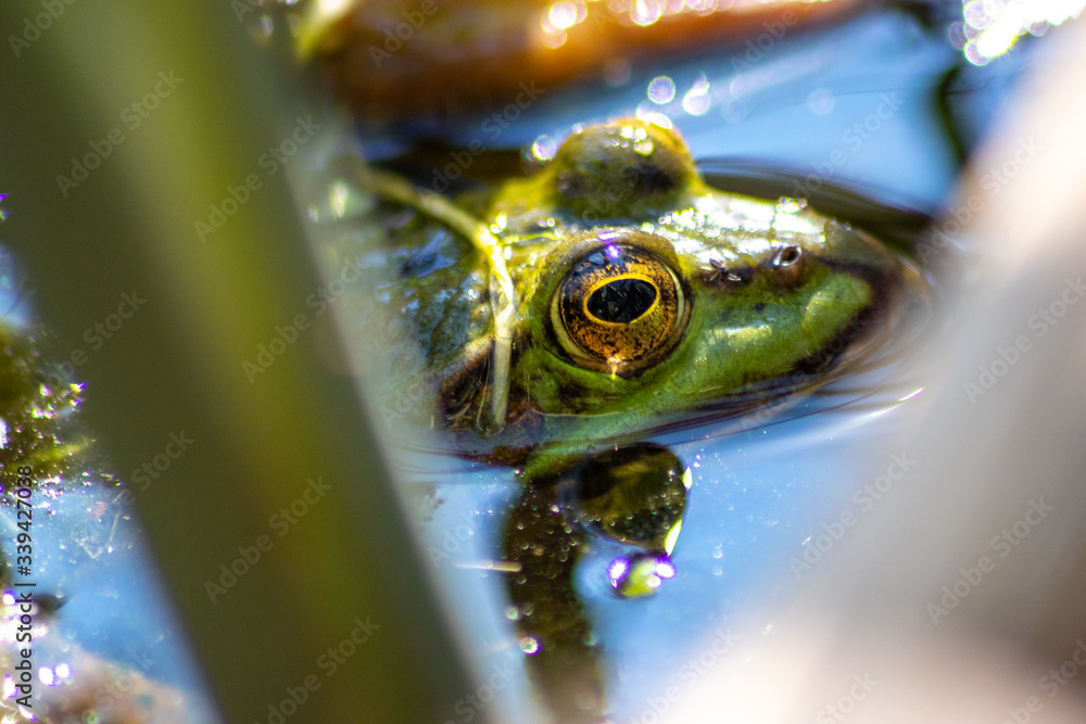 Grüner Wasserfrosch lauert im Wasser auf Insekten wie Fliegen mit
