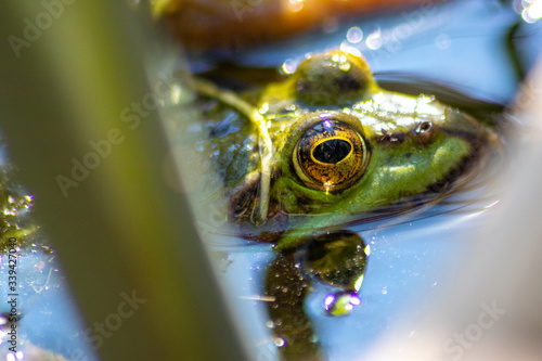 Grüner Wasserfrosch lauert im Wasser auf Insekten wie Fliegen mit großen leuchtenden Augen im Sonnenschein im Teich im heimischen Garten und quakt zur Paarungszeit photo