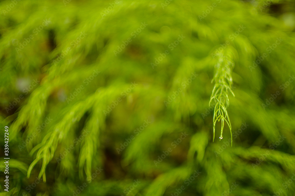 green grass background green grass background