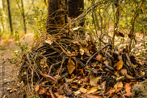 dead tree stump