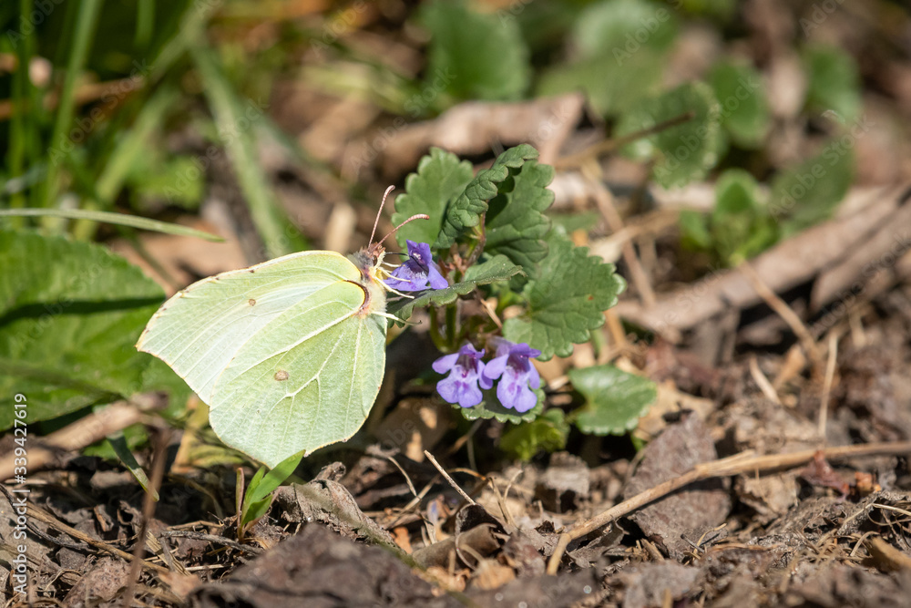 A common brimstone butterfly sitting on a flower on a sunny day in summer A common brimstone butterfly sitting on a flower on a sunny day in summer