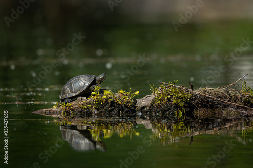 European pond turtle sitting on a trunk in a pond