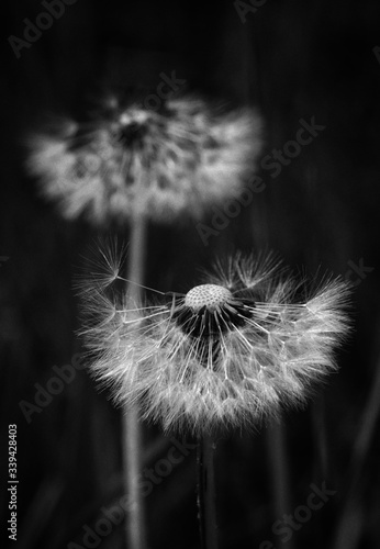 dandelion seed head on black background 