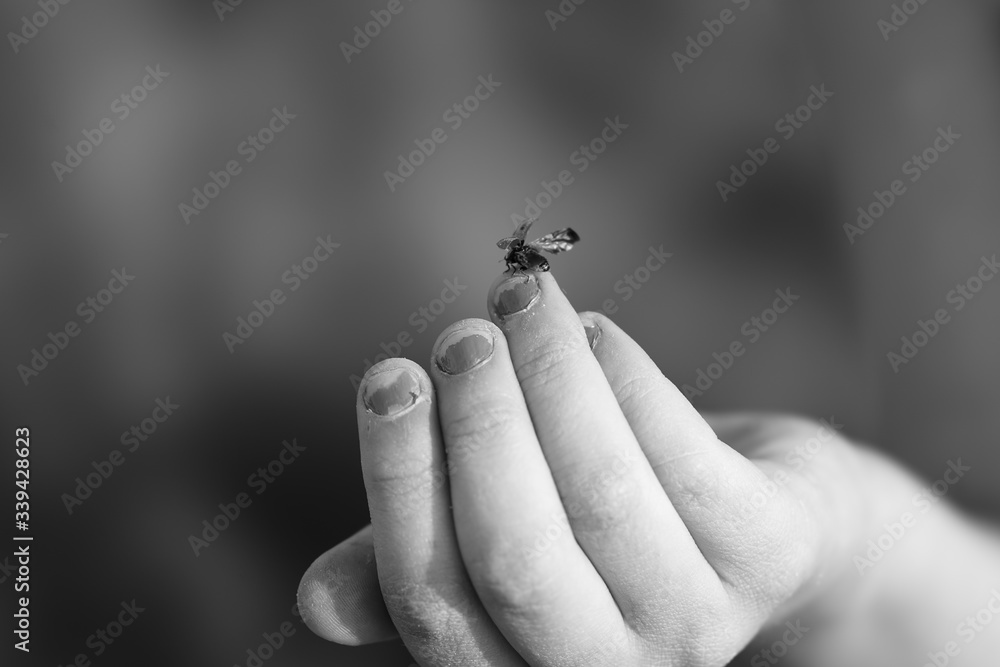 Obraz premium ladybug gonne fly away