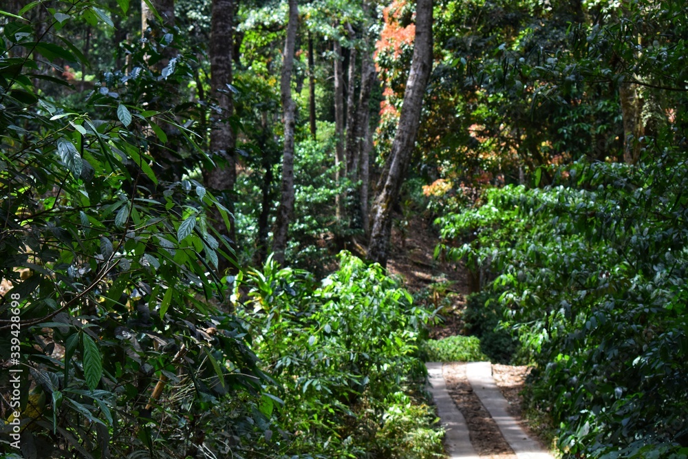 Fototapeta premium Path in a forest