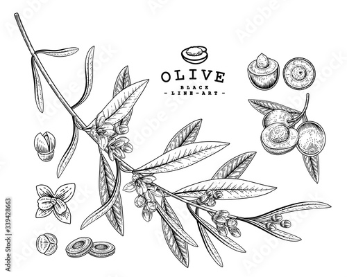 Vector Sketch Olive decorative set. Hand Drawn Botanical Illustrations. Black and white with line art isolated on white backgrounds. Plant drawings. Retro style elements.