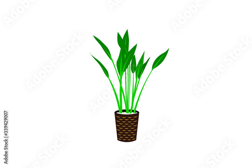 観葉植物ストレリチアのイラスト